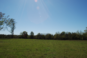 Photo shows open pasture